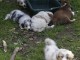 Chiots berger australiens 