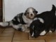 Chiots berger australiens disponible.