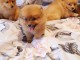 adorables chiots spitz nain 