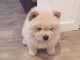 Chiot spitz pomeranien 