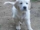 Chiots Golden Retriever