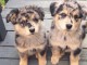 	Magnifiques Chiots Berger Australien Pure Race,Grandes Lignée 