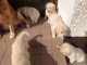 Chiots Golden Retriever