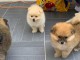 	magnifique chiots spitz nain lof 