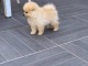 	Chiots type spitz nain lof 