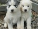 Adorables chiots  husky 