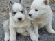 Adorables chiots  husky 