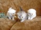 chatons persan dispo a la donnation