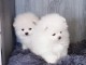 une petite portée de 2 chiots spitz nain 