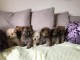 Chiots de Spitz Nain pour adoption