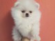 Chiots spitz nain non lof 