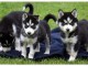 Magnifiques chiots berger allemand