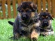 Magnifiques chiots berger allemand