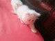 Chatons persan ou exotic shorthair crème et blanc