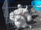 Chiots berger blanc suisse LOF disponible