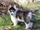 Adorable Chiot Husky Sibérien Femelle