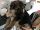 chiot berger allemand d une magnifique porte 