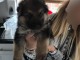 adorable chiots berger allemand disponible