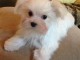  Chiot type bichon maltais de 3 mois non lof