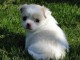  A donner magnifique chiot femelle type chihuahua non lof