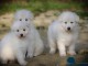 Magnifique chiots berger blanc suisse 