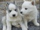 jolies chiots husky a donner 