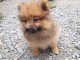 magnifiques chiots spitz nain