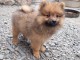 magnifiques chiots spitz nain