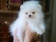 Magnifique chiots type spitz nain