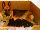 Magnifiques Chiots Berger Allemand Pure Race