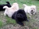 Magnifiques Chiots Chow Chow Pure Race Pedigree