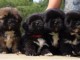 Superbes Chiots Lhassa Apso Pure Race Pedigree