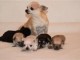 Superbes Chiots Chihuahua Pure Race Poils Courts Taille Standard