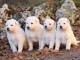 Extraordinaires Chiots Berger Blanc Suisse Pure Race