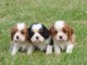 Adorables Chiots Cavalier King Charles Pure Race