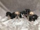 Superbes Chiots Chihuahua Pure Race