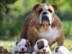 Magnifiques Chiots Bulldog Anglais