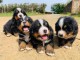 Magnifiques chiots Bouvier Bernois Pure Race