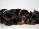 Magnifiques Chiots Rotweiller Pure Race