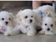 Adorables Chiots Bichon Maltais Pure Race