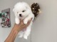 Propose adorables chiots Spitz Nain