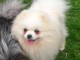 vous propose des chiots Spitz Nain les chiots