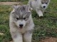 Adorables chiots Husky