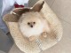 magnifique chiot spitz nain a donner 