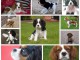 Chiots cavalier king charles