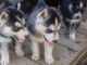 Chiots husky de siberie