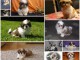 Chiots shi tzu disponibles