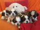 Chiots shi tzu disponibles