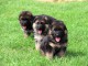 Chiots berger allemand