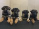 Chiots berger allemand